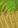 Image:39050294.png