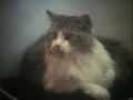 Chester.jpg