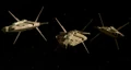 TalarianWarships.jpg