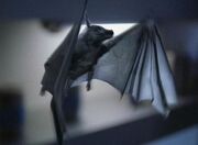 Recurrent Themes – Derellian Bats