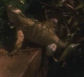 Soukara Iguana.jpg