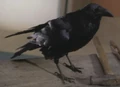 Raven.jpg
