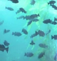 Cetacean Institute fish.jpg