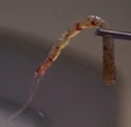 Regulan bloodworm.jpg