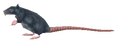 Rat.png