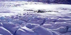RuraPentheKolonie