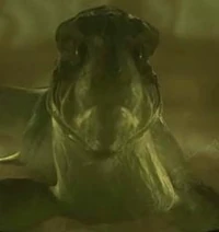 Xindi-Aquatic.jpg
