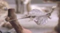 Draco lizard.jpg