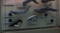 Cetaceans.jpg
