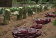 Ocampa vegetables