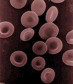 Redbloodcells
