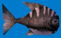 Blackfish.jpg