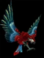 GreenWingMacaw.png