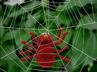 Elmospider.jpg