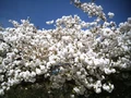 Farningham1.JPG
