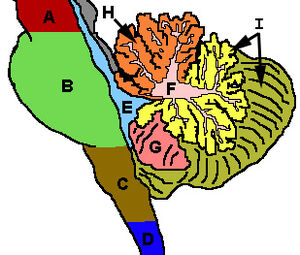 CerebellumRegions