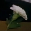 Carnation.jpg