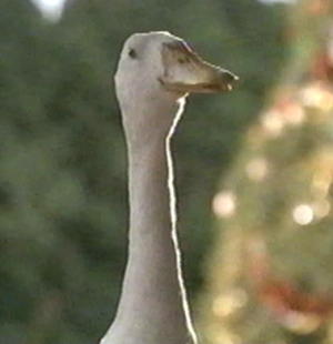 Ferdinand