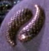 Ferengi rank pin full