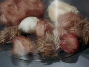 Tribbles