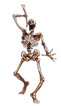 Skeleton