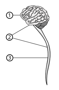 Central nervous system