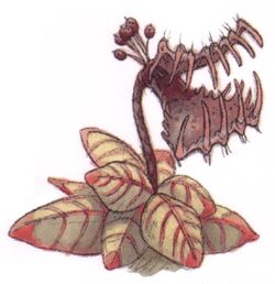 Tooke-trap plant