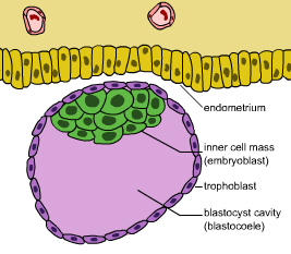 Blastocyst