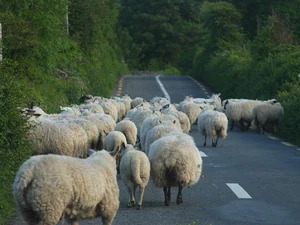 Moutons.jpg