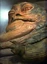 Jabbapose