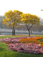 NTRFlowers