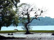 800px-India Goa Chapora River Colony of Birds