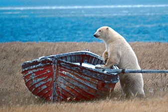 BearBoat.jpg