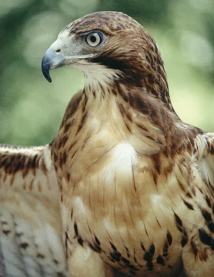 Gtotem hawk.jpg