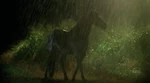 2x09 horse.JPG