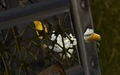 Sharpbeak.jpg