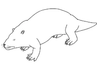 RepenomamusuZICA
