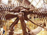 Edmontosaurus pelvis left