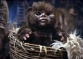 Ewok-Baby.jpg