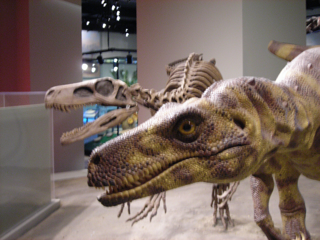 herrerasaurus fossil