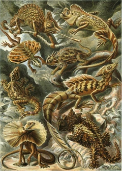 Haeckel Lacertilia