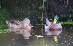 Duck.jpg