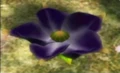 49violetcandypopbud.png
