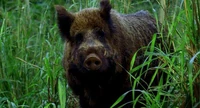 1X16 Boar