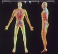 Marab's anatomy.jpg