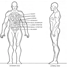 Homo sagittarii physiology