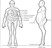 Homo cygni physiology