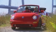 Chloebeetle