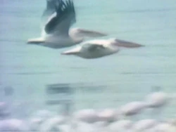 Pelicans.jpg