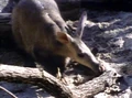 Thumbnail for version as of 22:28, February 15, 2007